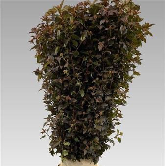 Diablo &#39;Flowering Dark&#39; (Italian) (Various Lengths)