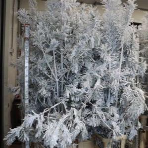 Pine Stems 'Snow' (Alaskan Pine) (Various Lengths) (Per stem)