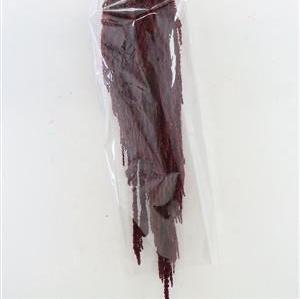 Amaranthus 'Trailing' (Coloured) (Various Options)