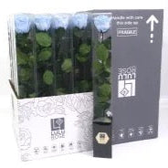 Rose (Single Stems) &#39;Preserved&#39; (DRY) 50cm (x1)