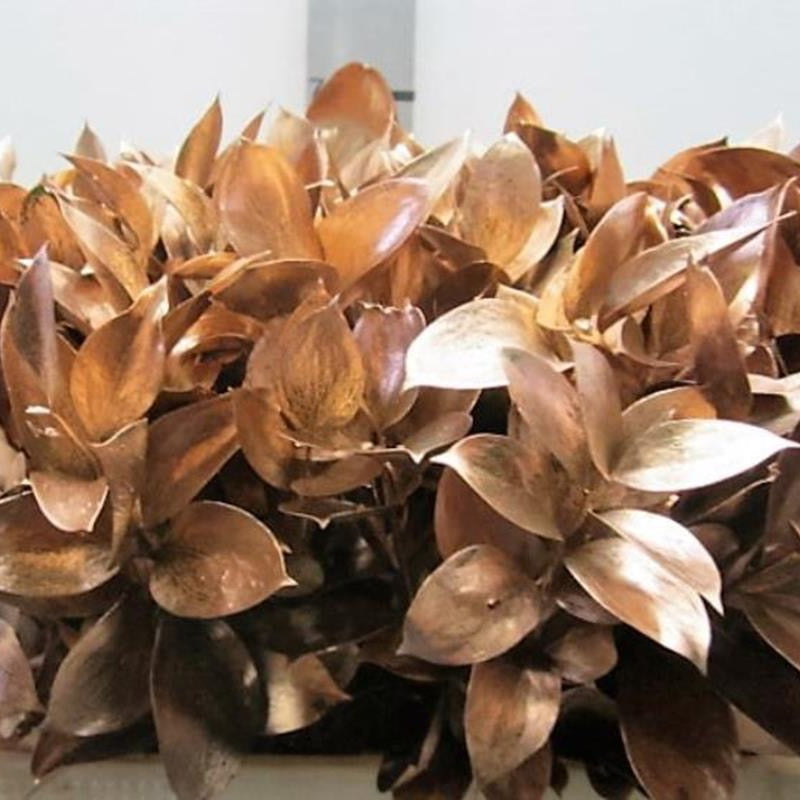 Ruscus 'Large Leaf' PAINTED (Various Colours)