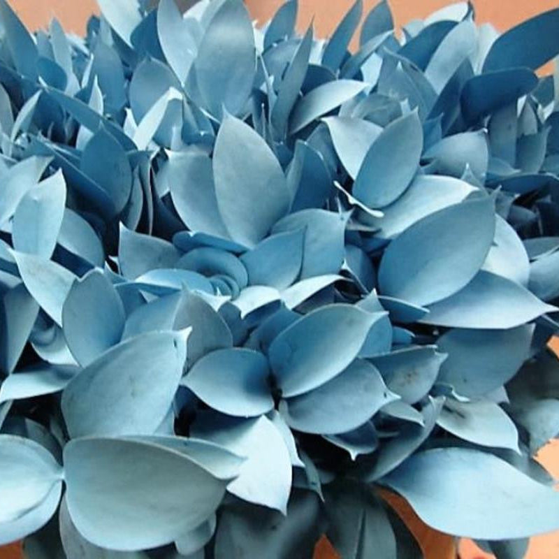 Ruscus 'Large Leaf' PAINTED (Various Colours)