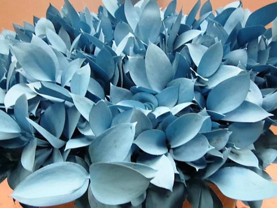 Ruscus 'Large Leaf' PAINTED (Various Colours)