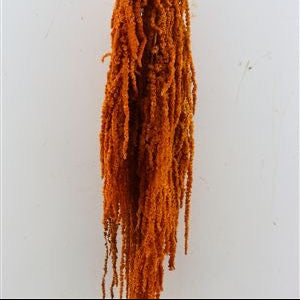 Amaranthus 'Trailing' (Coloured) (Various Options)