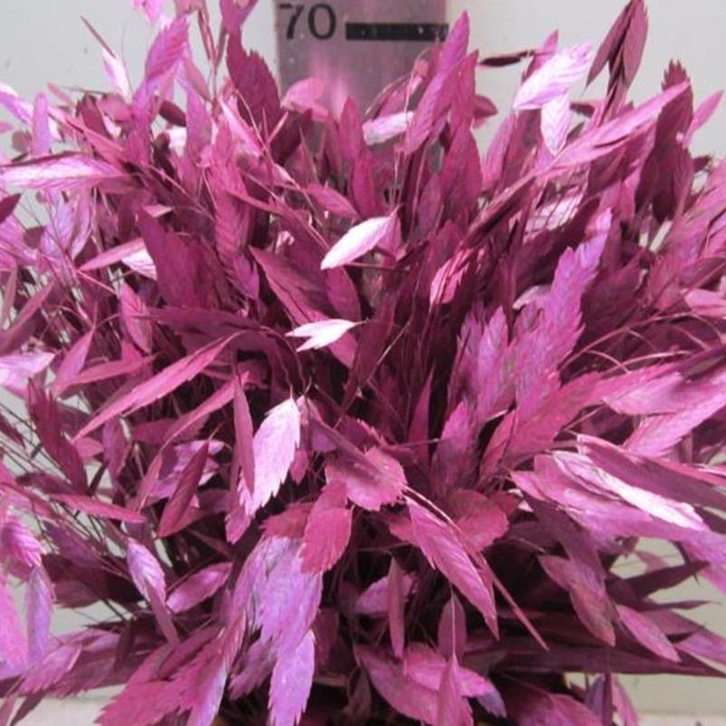 Grass 'Sea Oats' (Painted) (Various Colours) (x50)