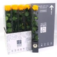 Rose (Single Stems) &#39;Preserved&#39; (DRY) 50cm (x1)