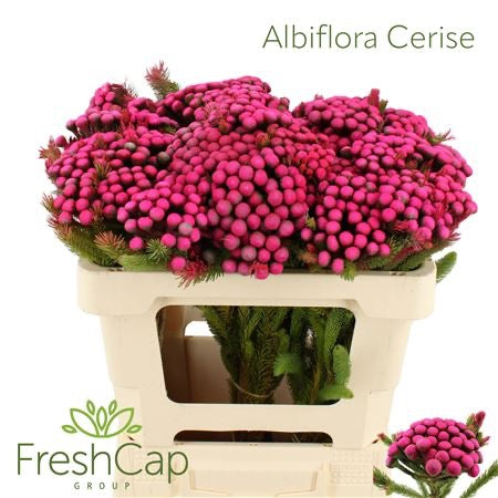 Berzelia &#39;Albiflora&#39; (Brunia) &#39;Painted&#39; (Various lengths)