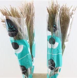 Grass 'Miscanthus' (White Cloud) (Various Sizes)