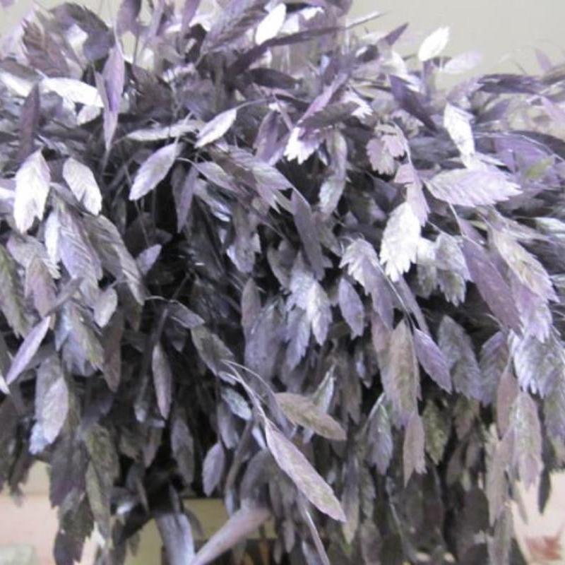 Grass 'Sea Oats' (Painted) (Various Colours) (x50)