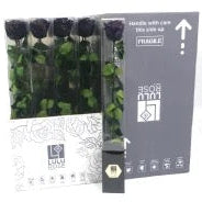 Rose (Single Stems) &#39;Preserved&#39; (DRY) 50cm (x1)