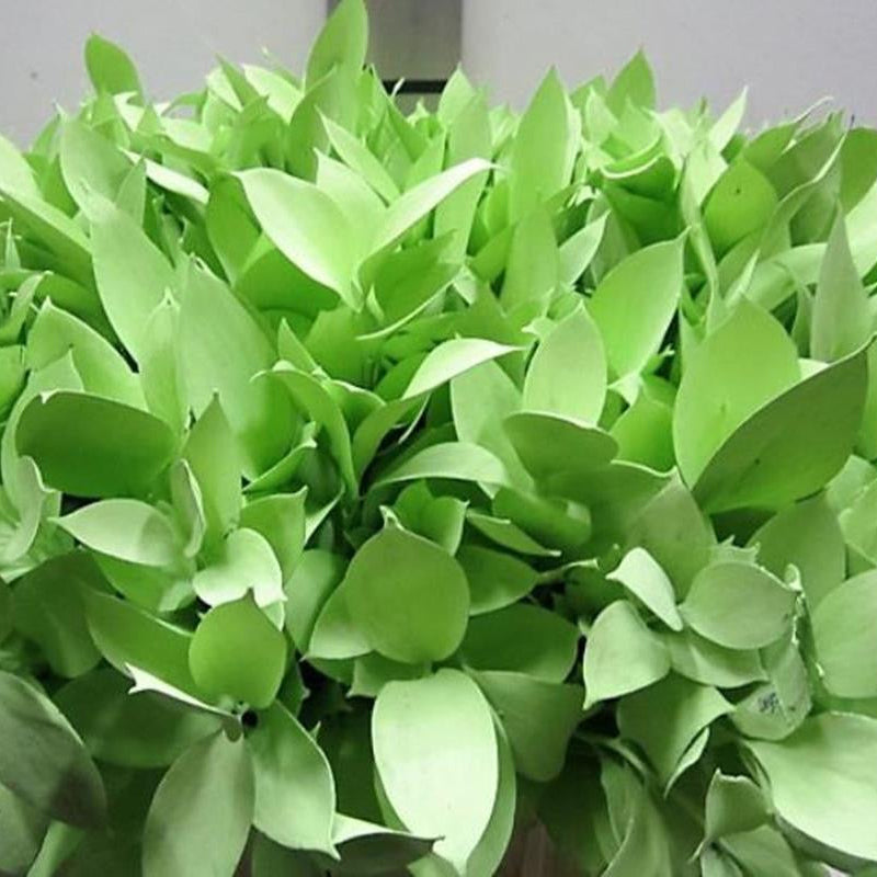 Ruscus 'Large Leaf' PAINTED (Various Colours)