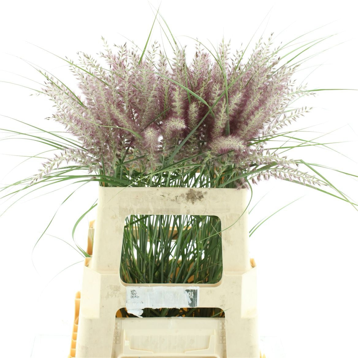 Grass 'Pennisitum' (Penny Pink) (Various Sizes)