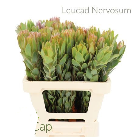 Leucadendron 'Nervosum' (Various Lengths)