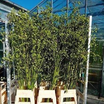 Lavatera &#39;Flower&#39; (Stems) (Various Sizes)