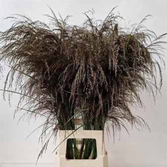 Grass 'Dechampsia Bronze' (x10) (Various Sizes)