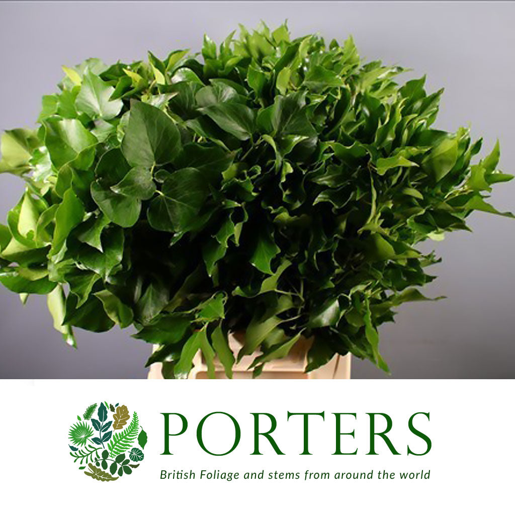Ivy &#39;Berried&#39; (Various Sizes)