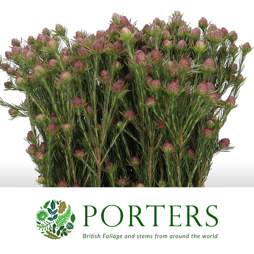 Leucadendron &#39;Jubilee Crown&#39; (Various Lengths)