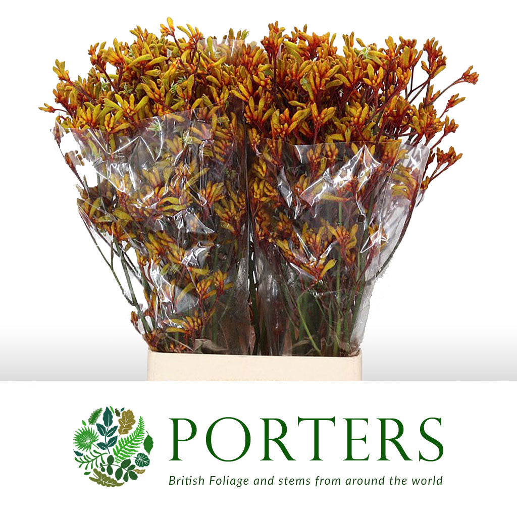 Kangaroo Paw &#39;Gold Fever&#39; (Various Lengths)