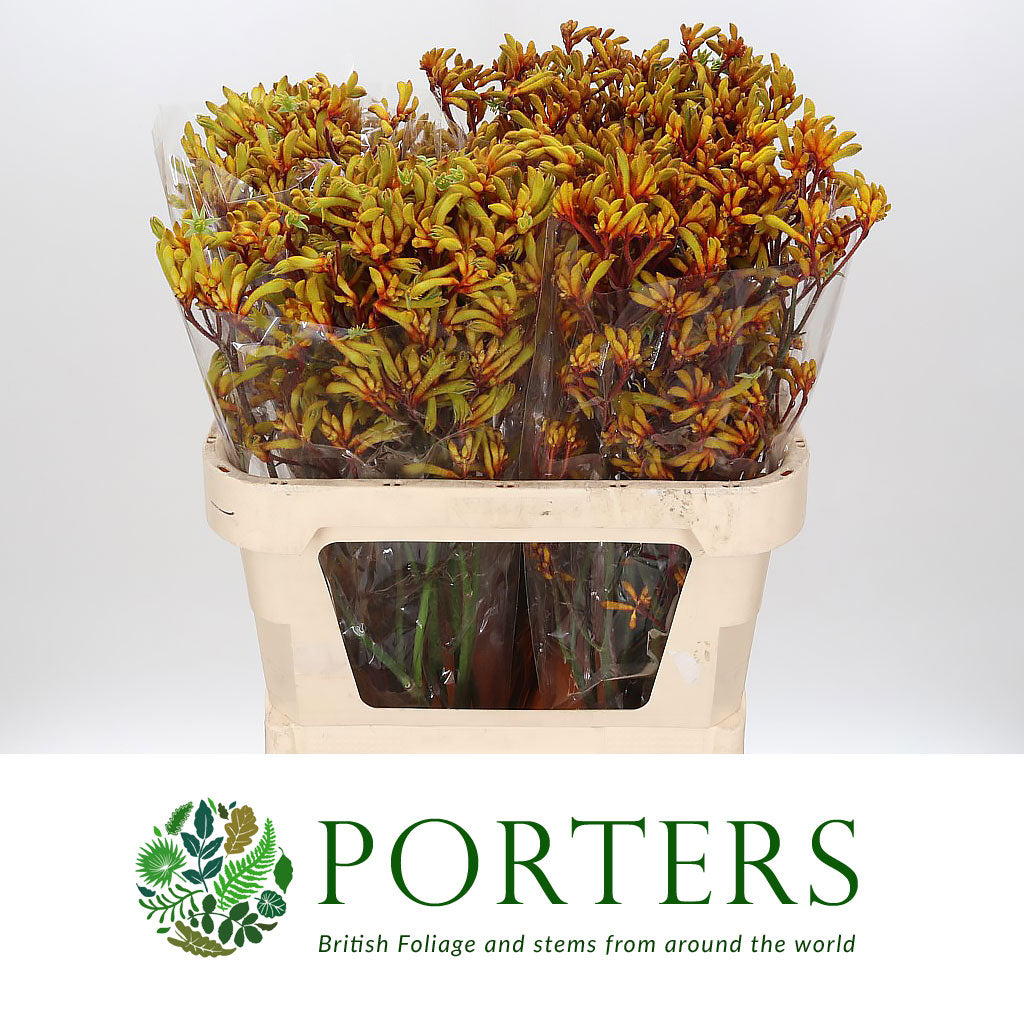 Kangaroo Paw 'Gold Fever' (Various Lengths)