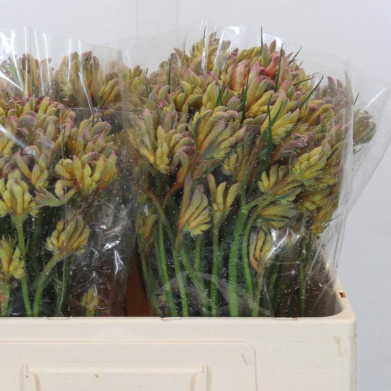 Kangaroo Paw &#39;Bush Blitz&#39; (Various Lengths)