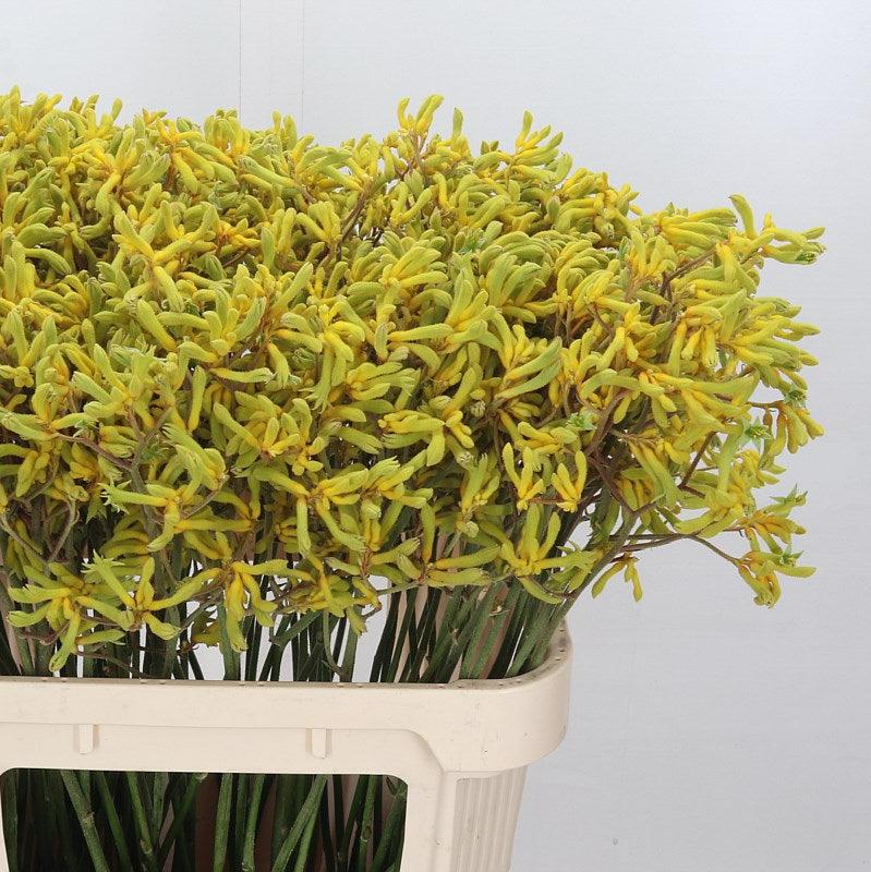 Kangaroo Paw &#39;Bush Down&#39; 80cm (x10)