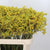 Kangaroo Paw 'Bush Down' 80cm (x10)