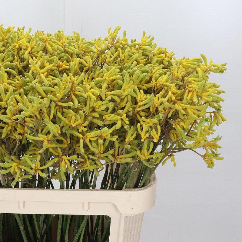 Kangaroo Paw &#39;Yellow&#39; (Various Lengths)