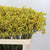 Kangaroo Paw 'Yellow' (Various Lengths)
