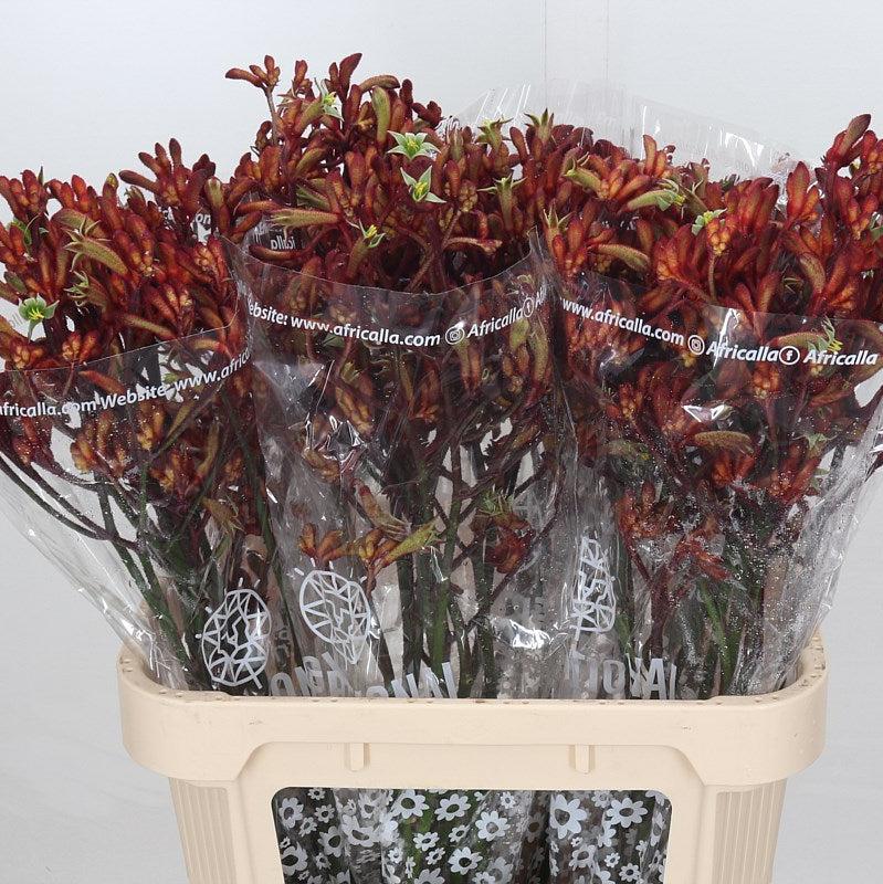 Kangaroo Paw &#39;Early Spring&#39; (Various Lengths)