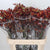 Kangaroo Paw 'Early Spring' (Various Lengths)