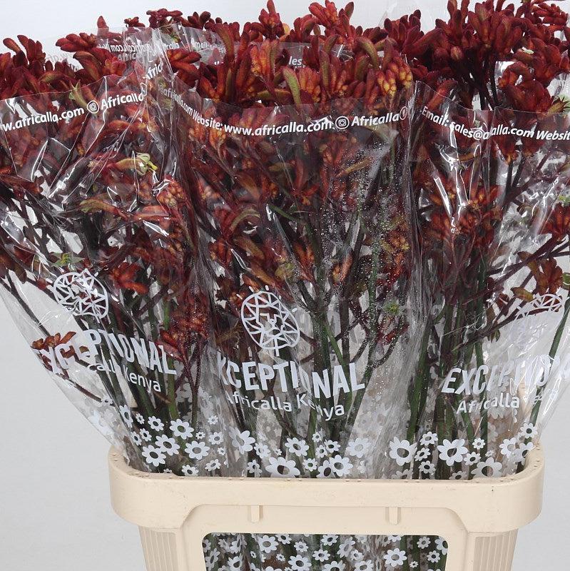 Kangaroo Paw &#39;Early Spring&#39; (Various Lengths)