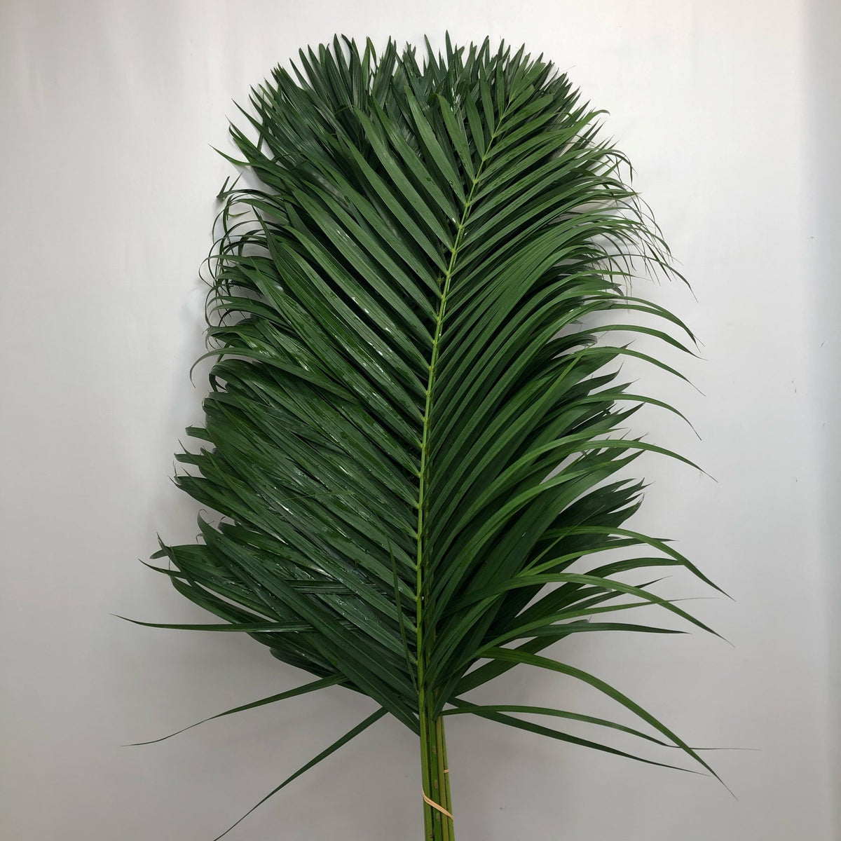 Palm &#39;Kentia&#39; Leaves (Various Sizes)