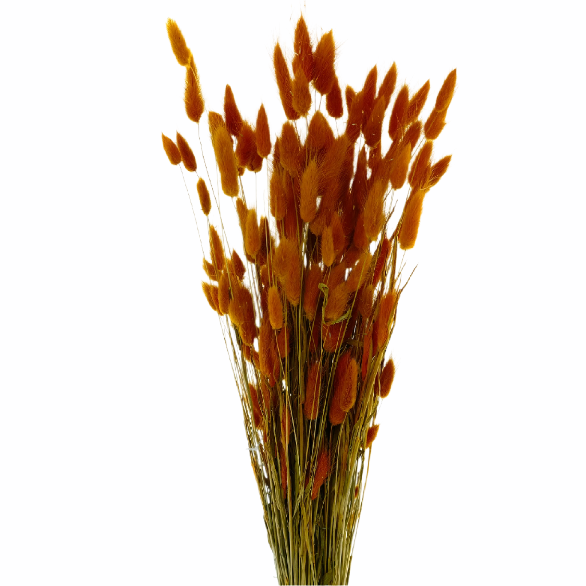 Grass 'Lagurus' (Painted/Bleached) (DRY) (Various Colours)