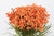Berzelia 'Lanuguinosa' (Various Colours)
