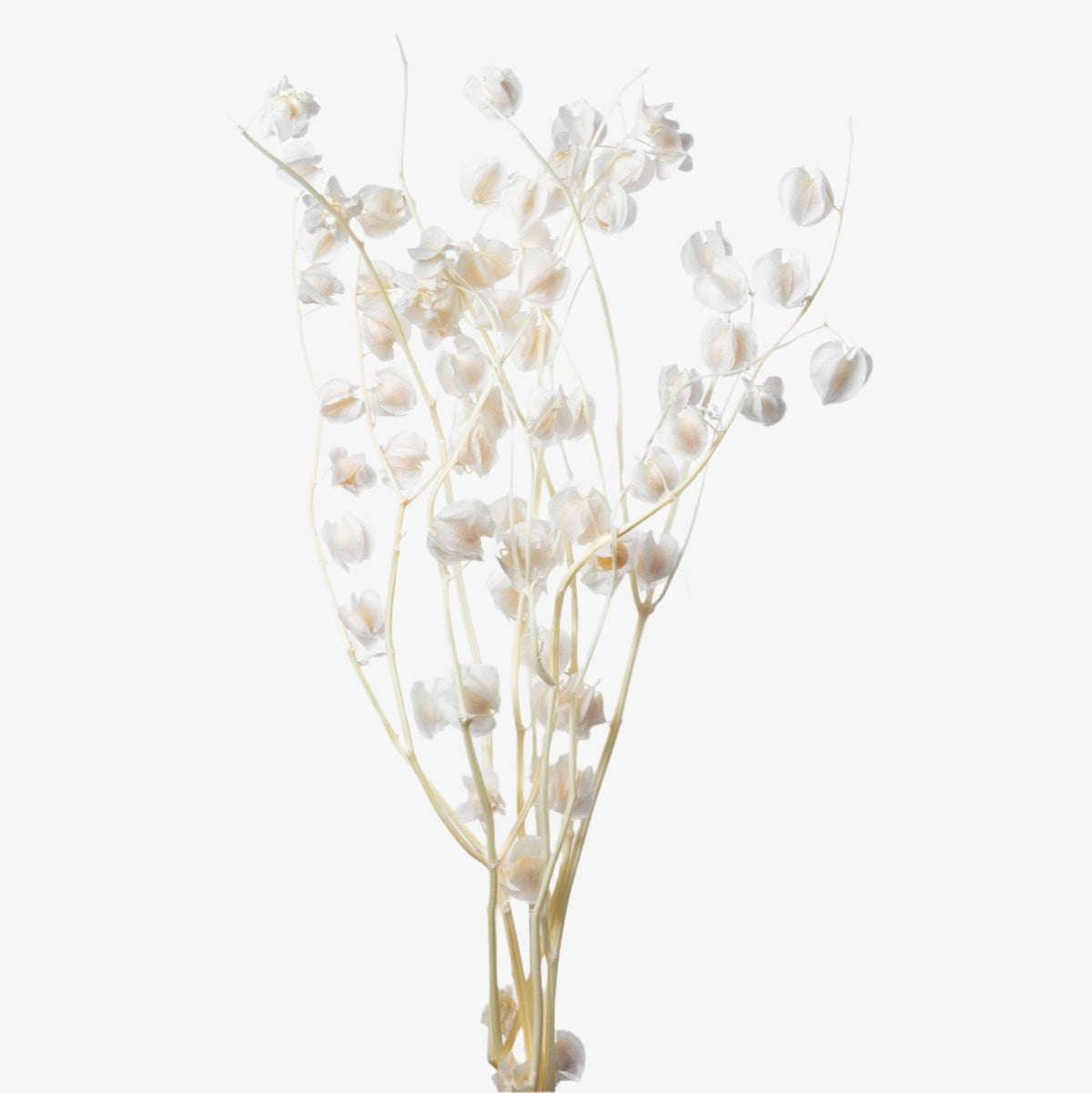 Lantern Flower (Bleached) (DRY) 60cm (x5)