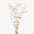 Lantern Flower (Bleached) (DRY) 60cm (x5)