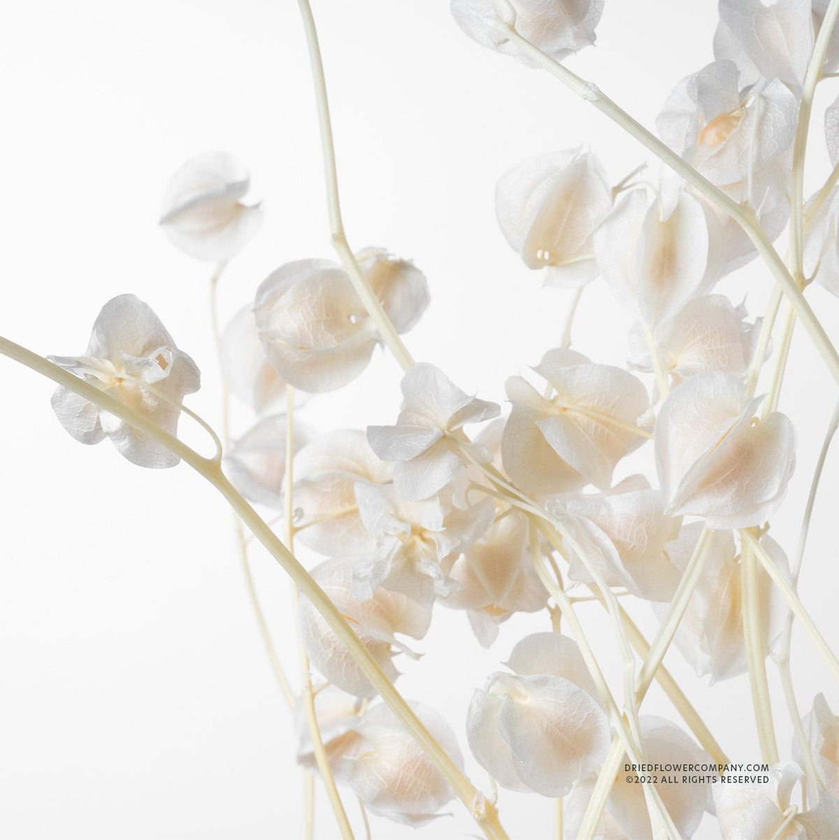 Lantern Flower (Bleached) (DRY) 60cm (x5)