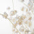 Lantern Flower (Bleached) (DRY) 60cm (x5)