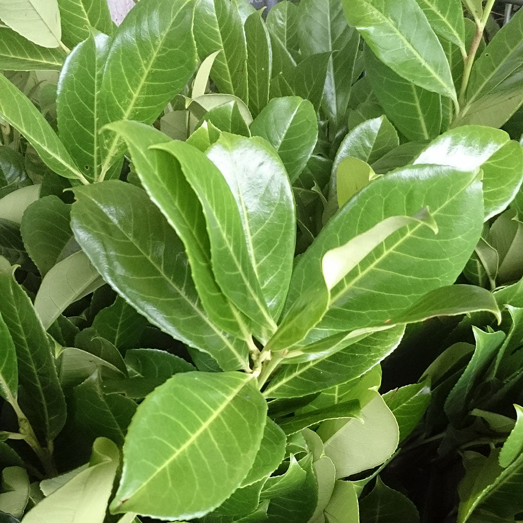 Laurel &#39;Big Leaf&#39; Wild (Various Sizes)