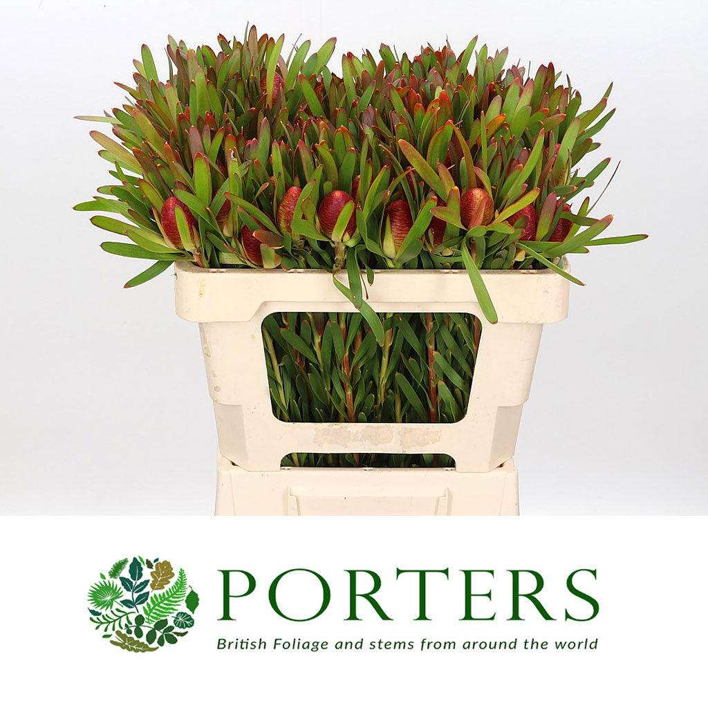 Leucadendron &#39;Ayoba&#39; (Cherry Pearl) (Various Lengths)