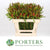 Leucadendron 'Ayoba' (Cherry Pearl) (Various Lengths)