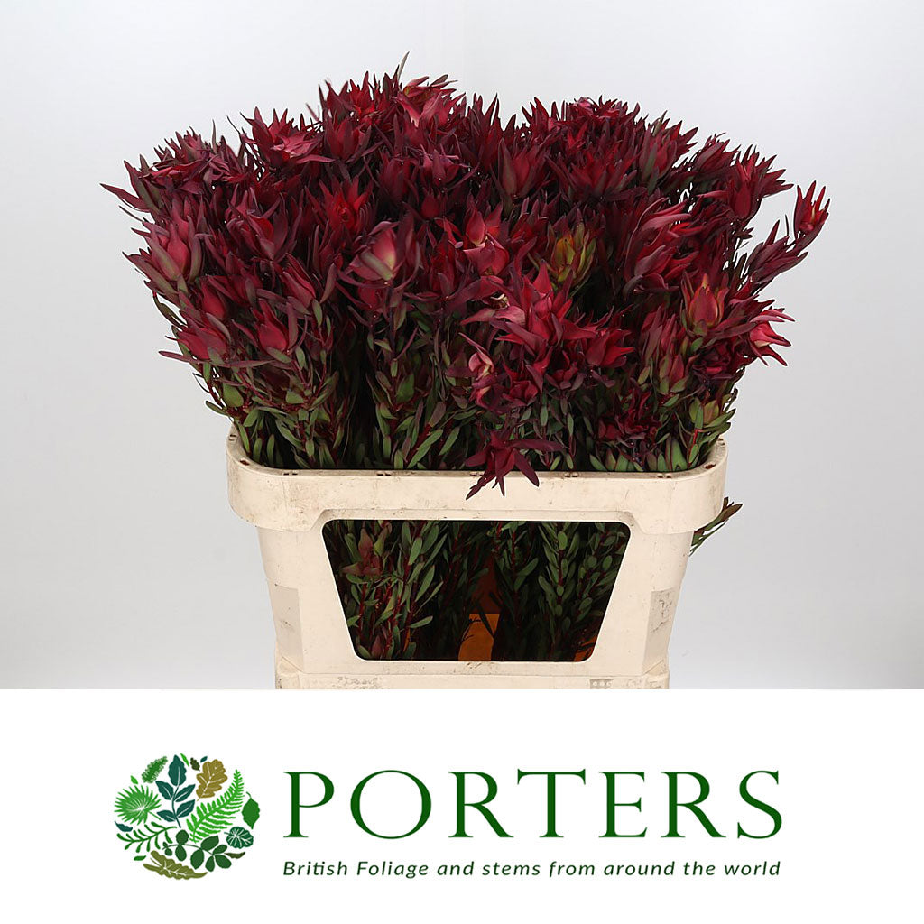 Leucadendron &#39;Blush Spray&#39; (Various Lengths)