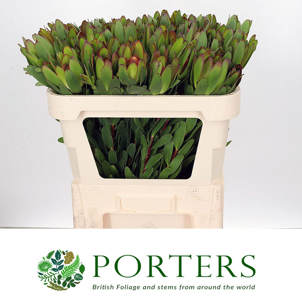 Leucadendron 'Gold Strike' (Various Lengths)