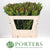 Leucadendron 'Gold Strike' (Various Lengths)