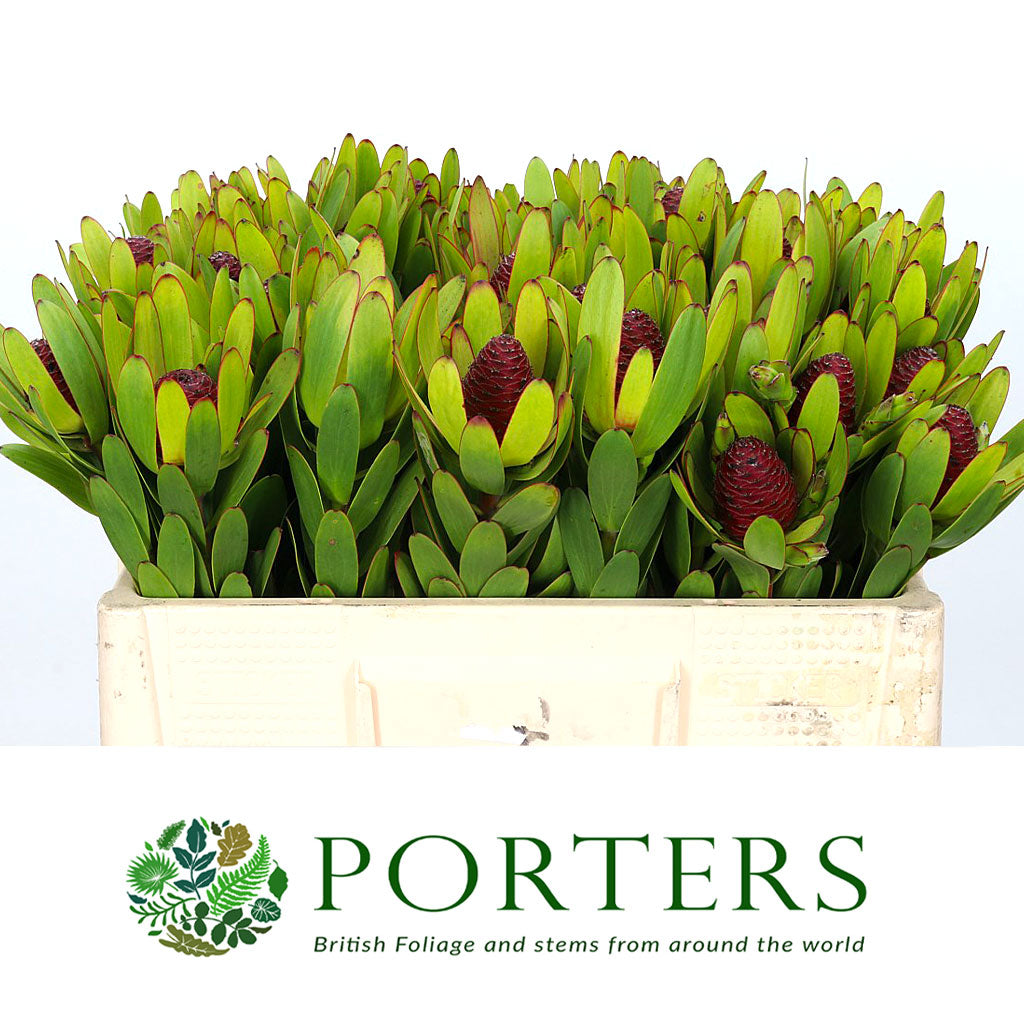 Leucadendron &#39;Rosette&#39; (Various Lengths)