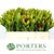 Leucadendron 'Rosette' (Various Lengths)