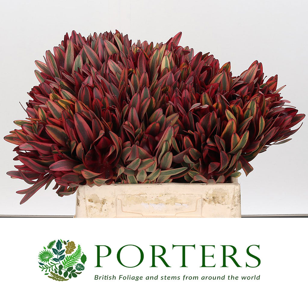 Leucadendron &#39;Jester&#39; (Various Lengths)