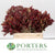 Leucadendron 'Jester' (Various Lengths)