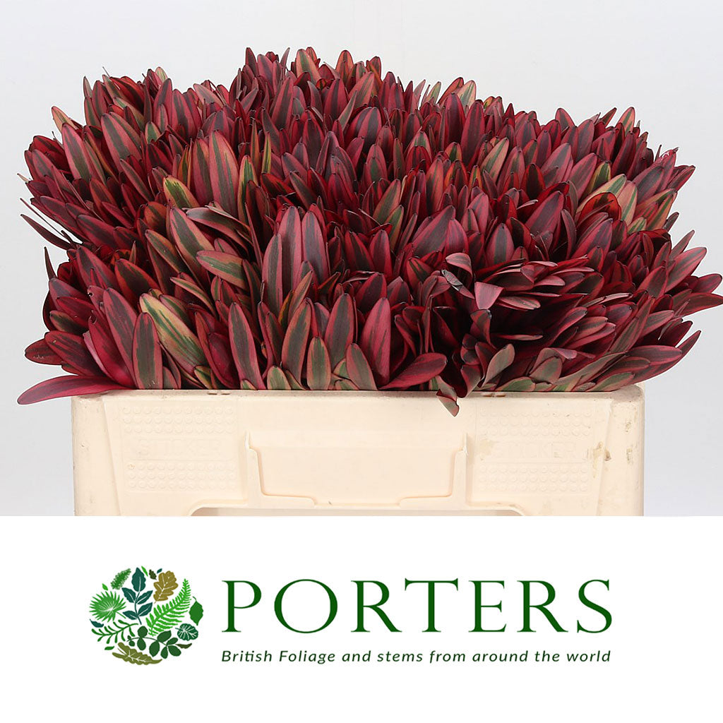 Leucadendron &#39;Jester&#39; (Various Lengths)