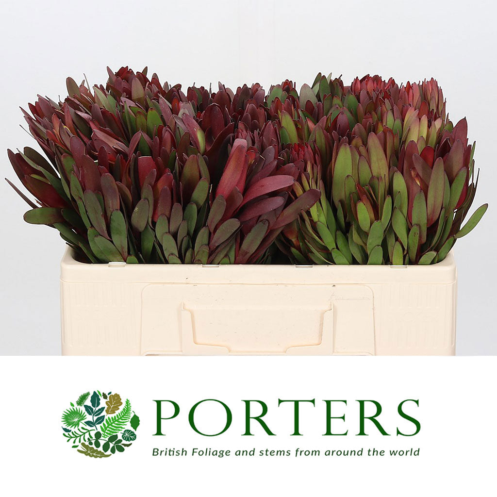 Leucadendron &#39;Safari Sunset&#39; (Various Lengths)